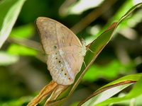 Common Yeoman - ssp rotundata - female  - Phuket