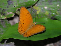 Common Yeoman - ssp rotundata - male  - Phuket