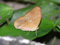 Common Yeoman - ssp rotundata - male  - Phuket