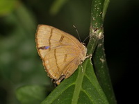 Copper Flash - ssp petosiris - female  - Khao Yai NP