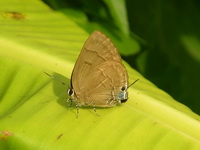Copper Flash - ssp sequeira - female  - Phuket