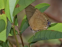 Copper Flash - ssp sequeira - female  - Betong