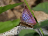 Copper Flash - ssp sequeira - female  - Betong