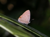 Copper Flash - ssp sequeira - male  - Phuket