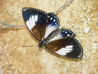 Courtesan - ssp nyctelius - female form euploeoides  - Phuket