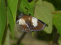 Courtesan - ssp nyctelius - female form euploeoides  - Phuket