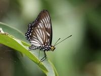 Courtesan - ssp nyctelius - male  - Betong