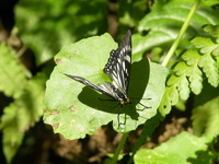 Courtesan - ssp nyctelius - male  - Phuket