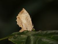 Crenulate Darkie - ssp apthonius - male  - Doi Phu Kha NP