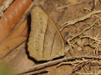 Cyclops Bushbrown - ssp perna  - Betong