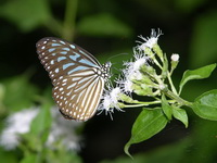 Dark Blue Glassy Tiger - ssp macrina - male  - Phuket