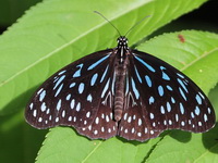 Dark Blue Tiger - ssp septentrionis  - Kaeng Krachan NP