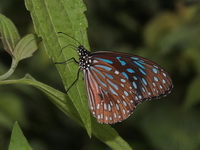 Dark Blue Tiger - ssp septentrionis  - Pang Sida NP