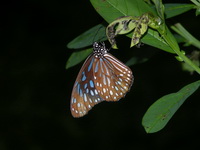 Dark Blue Tiger - ssp septentrionis  - Phuket