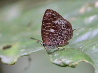 Dark Bushblue - ssp ammonides  - Khao Luang Krung Ching NP