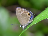 Dark Cerulean - ssp nabonassar - female  - Phuket