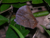 Dark Evening Brown - ssp abdullae - male  - Phuket