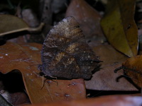 Dark Evening Brown - ssp abdullae - male  - Phuket