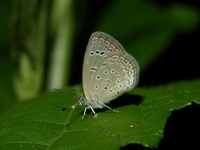 Dark Grass Blue - female  - Phuket