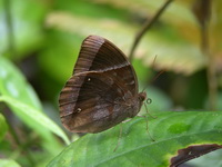 Dark Jungleglory - ssp lucipor - male  - Sri Phang Nga NP