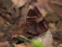 Dark Jungleglory - ssp lucipor - male  - Khao Sok NP