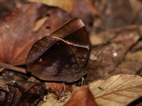 Dark Jungleglory - ssp lucipor - male  - Thale Ban NP