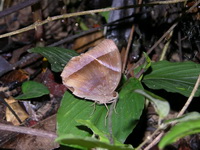 Dark Jungleglory - ssp lucipor - male  - Khao Yai NP