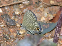 Dark Malayan Sixline Blue - ssp malayica  - Phuket