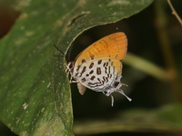 Dark Posy - ssp thesmia - female  - Khao Luang Krung Ching NP