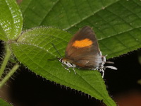 Dark Posy - ssp thesmia - female  - Khao Luang Krung Ching NP
