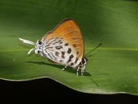 Dark Posy - ssp thesmia - male  - Betong