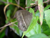 Dark-branded Bushbrown - ssp macromalayana - dsf  - Phuket