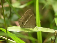 Dark-branded Bushbrown - ssp macromalayana - dsf  - Phuket