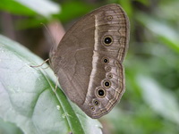 Dark-branded Bushbrown - ssp macromalayana  - Phuket