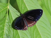 Double-branded Blue Crow - ssp harrisii - male  - Kaeng Krachan NP