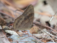 Dull Forester - ssp peguana - male  - Doi Inthanon NP