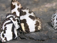 Elbowed Pierrot - ssp noliteia  - Kaeng Krachan NP
