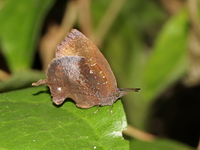 Falcate Oakblue - ssp ameria  - Kaeng Krachan NP