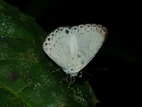 Felder's Hedge Blue - ssp renonga - male  - Khao Sok NP