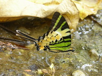 Fivebar Swordtail - ssp itamputi  - Phuket
