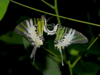 Fivebar Swordtail - ssp itamputi  - Phuket