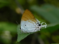 Fluffy Tit - ssp maximinianus  - Phuket