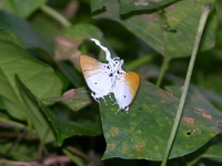 Fluffy Tit - ssp maximinianus  - Phuket