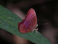 Forest Judy - ssp kausambioides - male  - Phuket