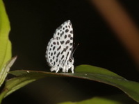 Forest Pierrot - ssp mendesia - female  - Kaeng Krachan NP