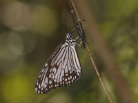 Glassy Tiger - ssp melanoides - female  - Baan Maka
