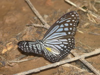 Glassy Tiger - ssp melanoides - male  - Phuket