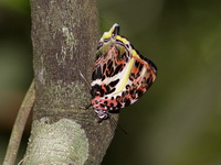 Glorious Begum - ssp calydonia - male  - Khao Pra Bang Khram WS