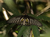 Golden Birdwing - ssp aeacus - female  - Phu Langka NP