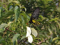 Golden Birdwing - ssp aeacus - female  - Kaeng Krachan NP